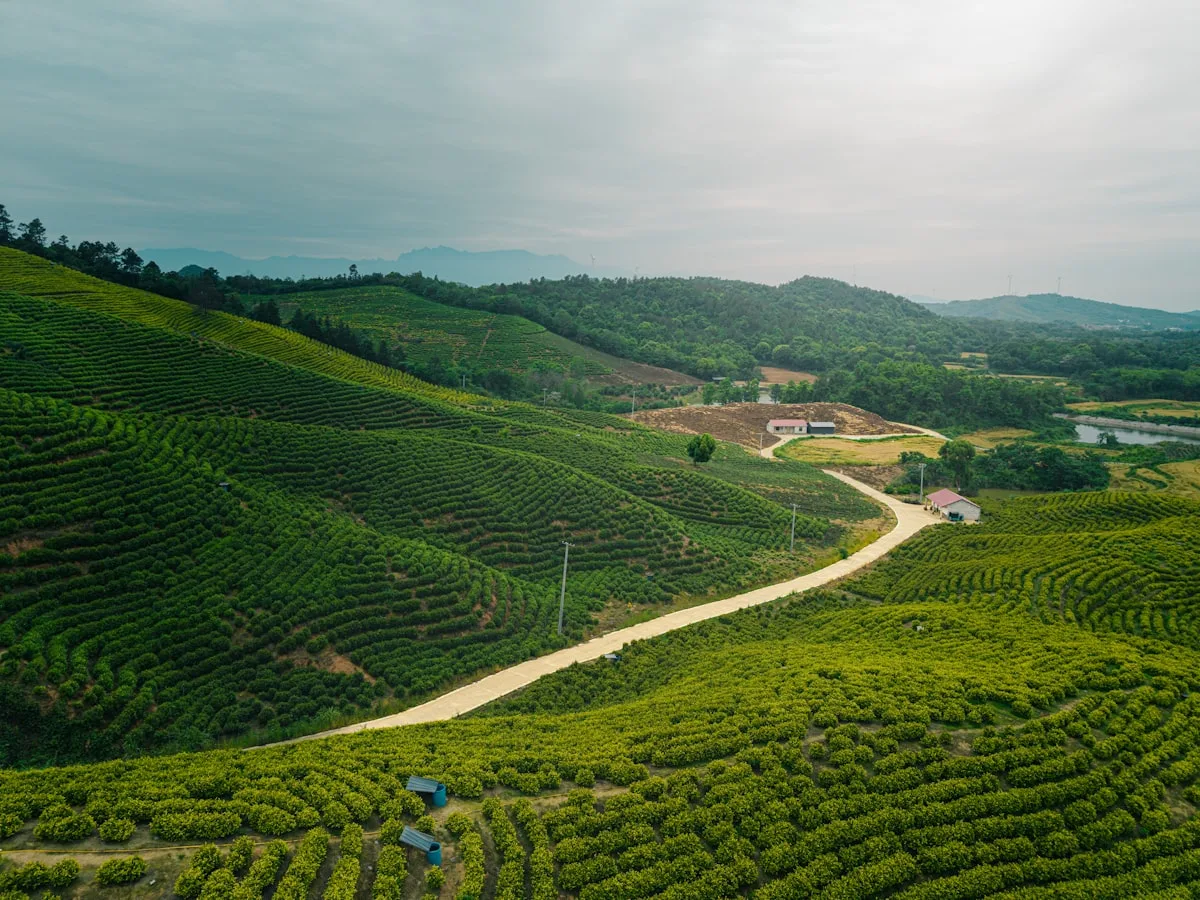 A winding dirt road through lush green tea plantations in Jiangxi, China