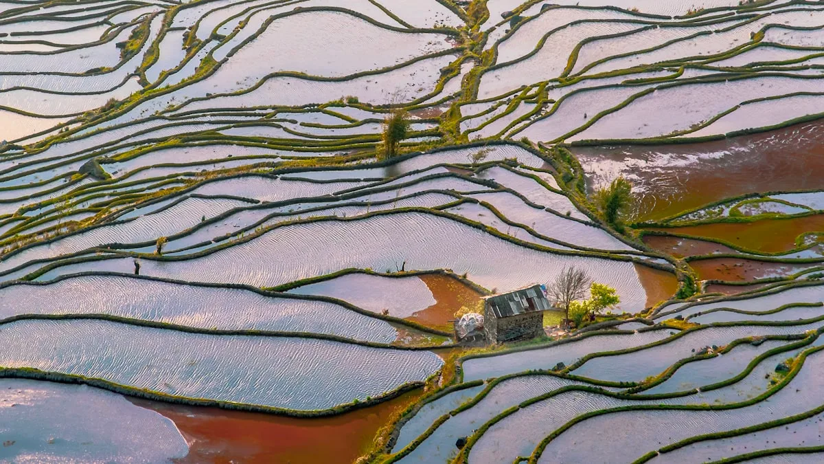 Terraced rice fields reflecting the sky at sunset — summer in China's countryside