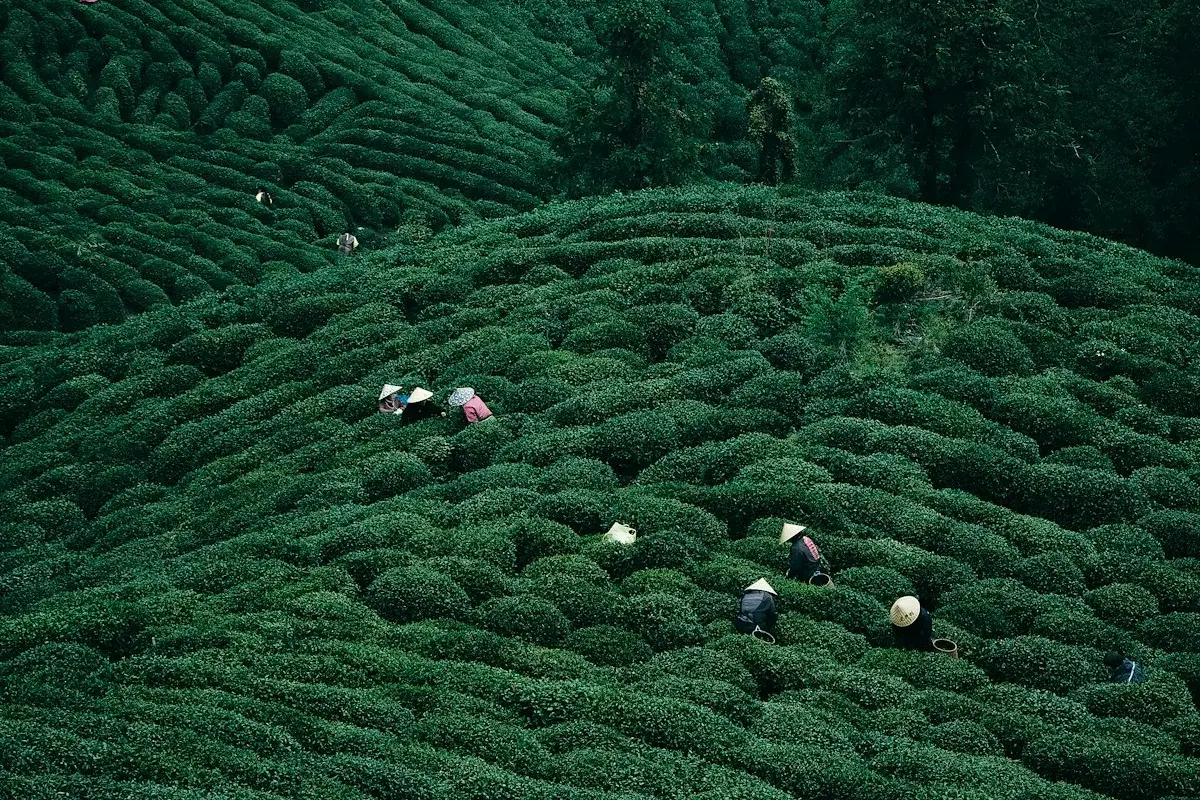 People harvesting tea leaves on a lush green hillside plantation