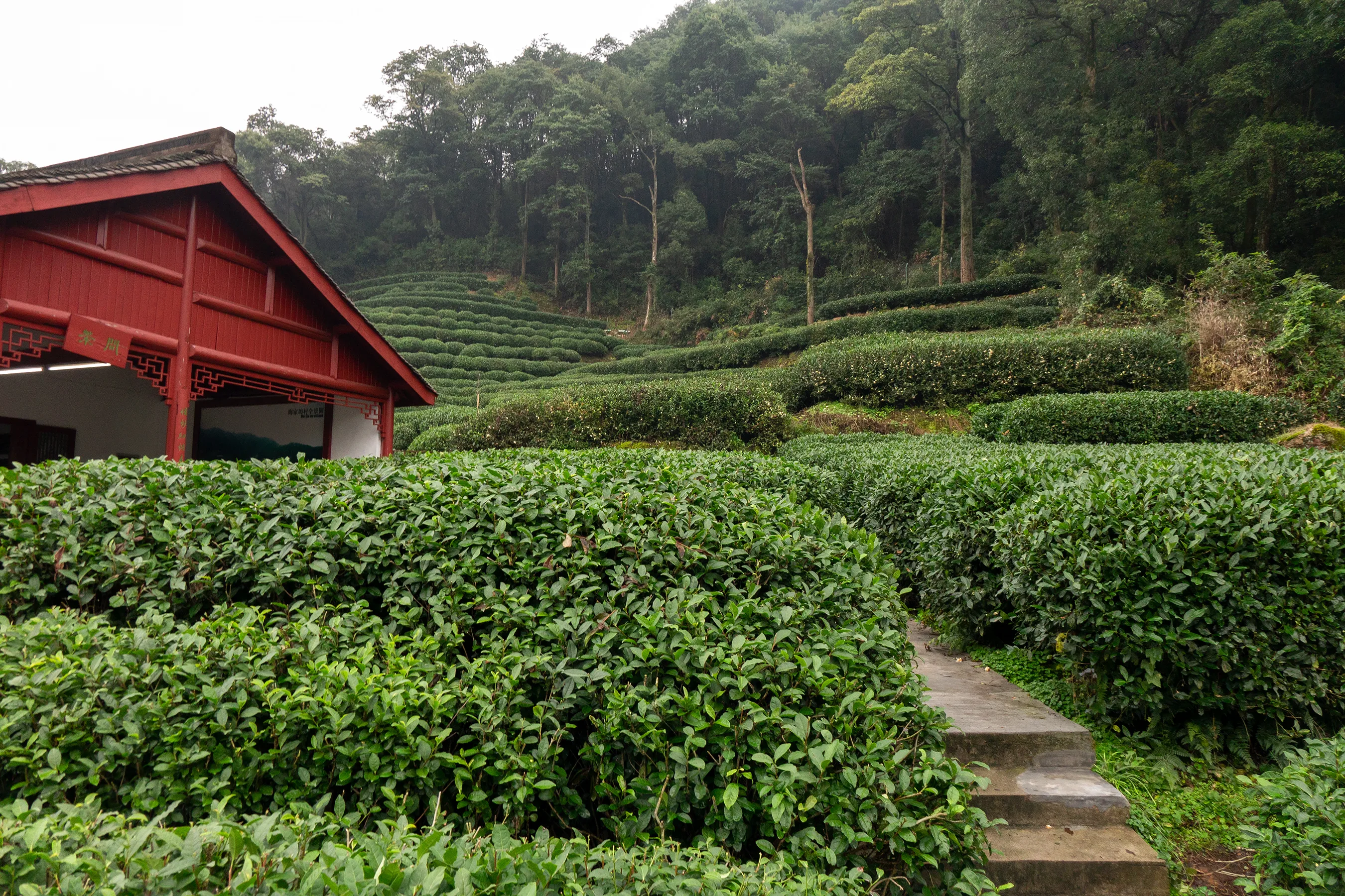 Champs de thé en terrasses à Meijiawu, dans la région de Longjing près de Hangzhou (Photo : Peter K Burian via Wikimedia Commons)