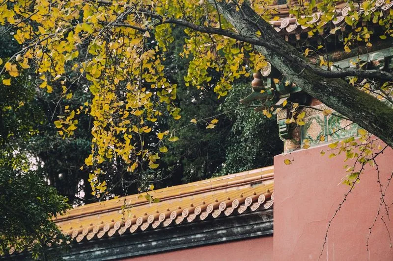 石象路：巨大石骆驼/石象两侧排列+金色银杏落叶