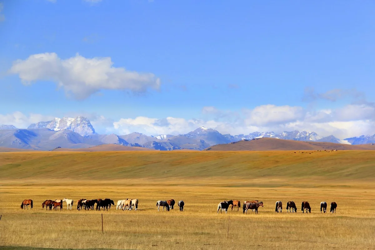 group of horses on field