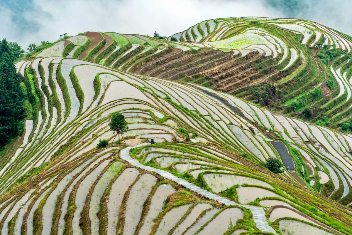 Longji Rice Terraces — hundreds of cascading paddies winding up the mountainside, each one a mirror of still water reflecting the sky