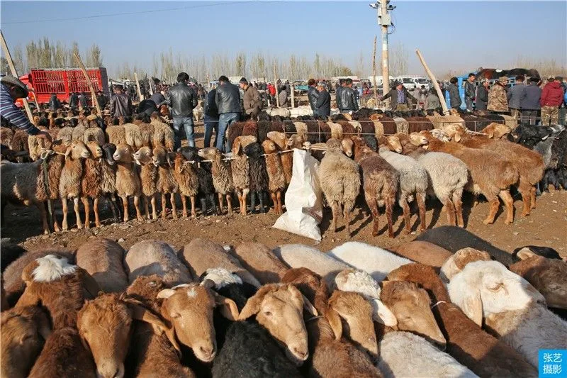 bazar au bétail de Kashgar