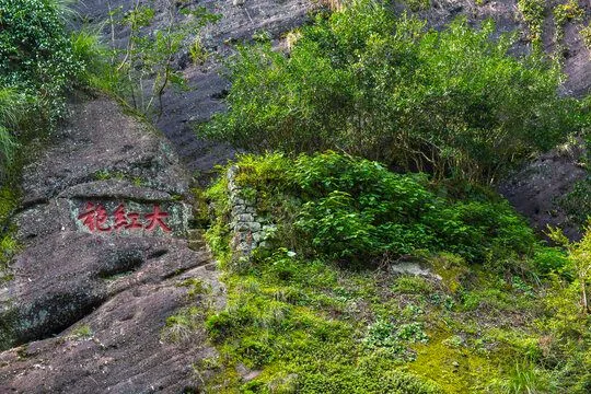 wuyi dahongpao mother tree