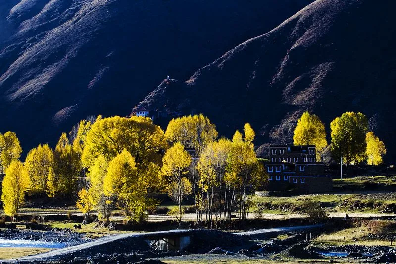xinduqiao autumn golden trees