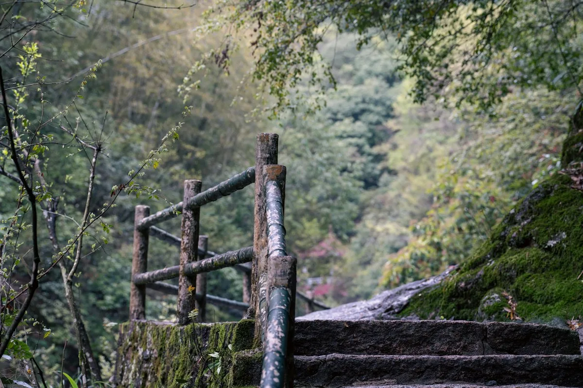 Mossy stone steps with a worn wooden handrail descending into dense green forest