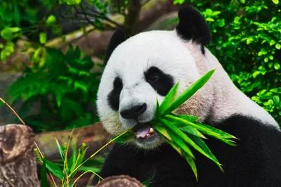 Giant panda eating bamboo at the Chengdu Research Base