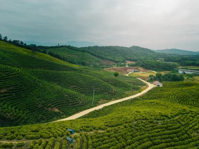 A winding dirt road through lush green tea plantations in Jiangxi, China