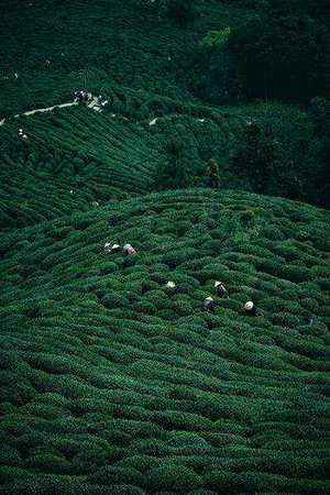 People harvesting tea leaves on lush green hillside tea plantation in China